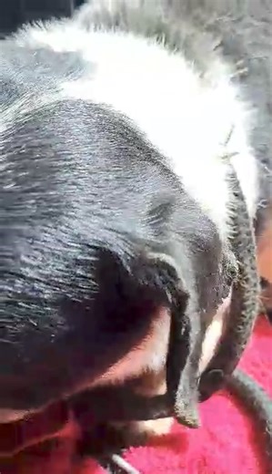 2.2K views · 159 reactions | Mariana went to the dog-catchers for 1 and came away with 2. And she wishes she could have taken more. So she has the dog we saw yesterday now sitting in her car along with an even smaller one. Let's get the hell outta here, they are saying. More details on the dogs later | Kim's Home for Elderly/Abused Dogs | Facebook