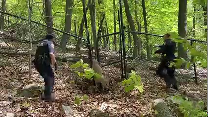 🚨 Another successful rescue mission! 🚨 The Ramapo Police Department received a call this morning about a deer that was trapped in a fence. Our officers quickly responded to the scene and found the deer struggling to break free. With careful precision and expert handling, our officers were able to free the deer from the fence and release it back into the wild. We're proud of our officers for their dedication to protecting all members of our community, including our furry friends. | Town of Rama