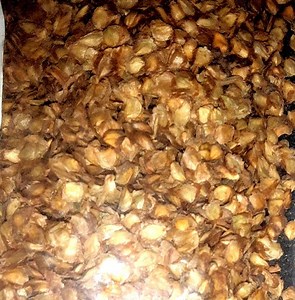 Asian Black Birch Tree Seeds (BETULA DAVURICA) (dahurian Birch) - Etsy