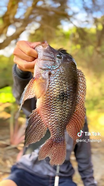 Perth fishing on TikTok