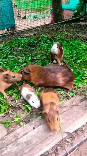 Guinea pig for sale 🔥💓 | 1 breeding pair and 3 pups available #kl #guineapig #pets #rzpetsofficial