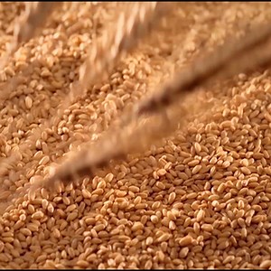 Mithai milk bread in your breakfast table, ensure most of your morning nutrition's. Call for home delivery- 09613-113355 To place order visit here : http://tinyurl.com/4brbu4a9 Follow us here : https://www.instagram.com/mithaibd/ #Mithai | Mithai