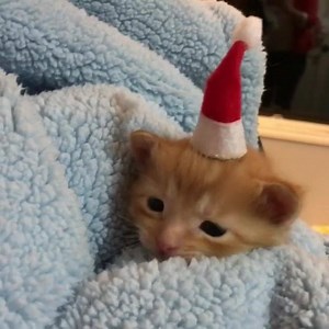 Xmas is over! Are you ready for summer? 🐈🎅👋🏝👙😹 @foster_kittens | Catz