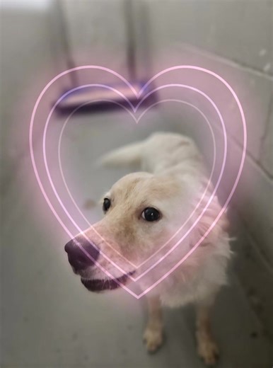 Casper is a funny little boy. Has a beautiful coat and wants to play and give kisses. | Humane Society of Henderson County Kentucky