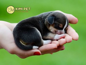 [Bật mí] Cách nuôi chó con mới đẻ bị mất mẹ chi tiết [A - Z] #2023