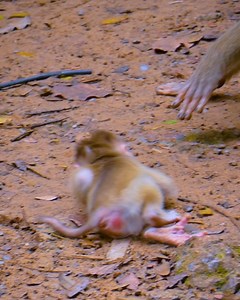 Oh no.. Trillion pity baby Leo crying tantrum terrifying hungry milk, Why mum always abandoned her like this? #monkey #babymonkey #animal #wildlife | Lovely Monkey