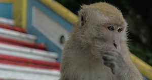At Batu Caves, Malaysia seen close up monkey