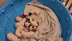 Darlington County Humane Society Rescue on Reels