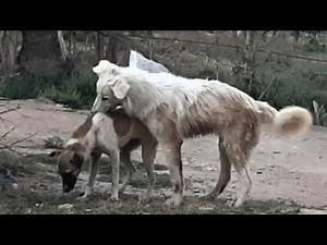 Dog mating season and rare behaviors: a simplified explanation