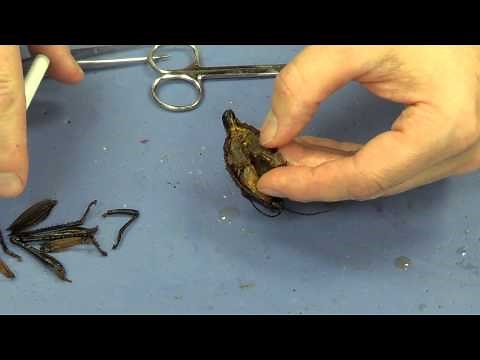 Grasshopper Dissection