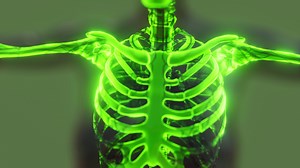 visible illustrated human skeleton bones