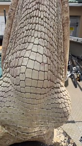 What a unit!! 13ft & 563 lbs. 🔥🐊 #mega #giant #alligator #monster #dinosaur #publicland #publiclandhunting #fyp #florida #guidedhunts #guidelife #gatorhunting #myhappyplace #cantstopwontstop | Swamp Addict Outdoors