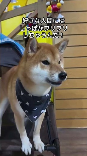 柴犬の面白さが分かる1分解説