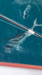 Maverick Sportfishing Costa Rica on Reels