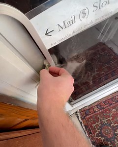 This cat makes a good bookkeeper 📚🐱 | Lessons Learned In Life