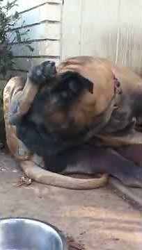 Dog licking balls