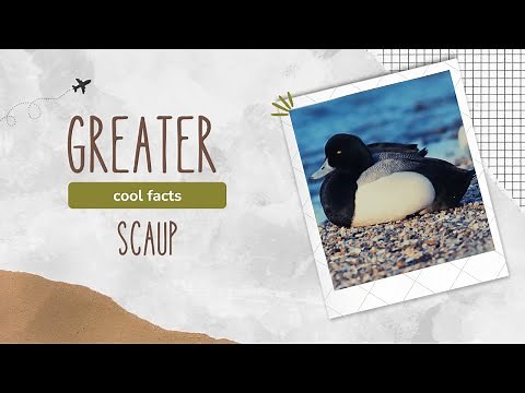 greater scaup facts