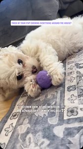 Every pup is getting one… is your dog missing out?  ✅ Cleans teeth while they chew ✅ 100% natural rubber—no plastic, no toxins ✅ Floats for endless fun  #wunderball #dogtoys #puppies #doglovers #dogmom #dogsofinstagram #dogtraining #dogaccessories #dogreels | WACKYwalk'r | Facebook