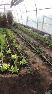 395K views · 9K reactions | Am mai pus o tura de marar la uscat pentru iarna, cules dimineata, din solar. Asa il pastrez toata iarna, foarte aromat si de un verde viu. Vedeti si cum arata solarul meu azi, 17 noiembrie 2025 :) E mai cald in Dobrogea si mai profitam cat mai putem :) | Pofta buna cu Gina Bradea | Facebook