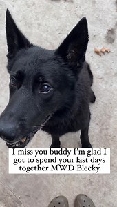 I miss this dog so much! 🥺 #loveyou #gonebutnevereverforgotten #mwd #k9handler #usaf #blackshepherd #bombdog | Bellumk9 Inc.