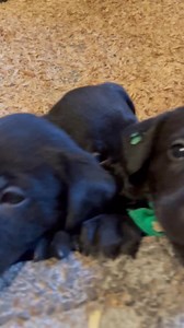 Bailiwick Kennel Page on Reels | Facebook