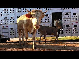 Mercado de Animales #66