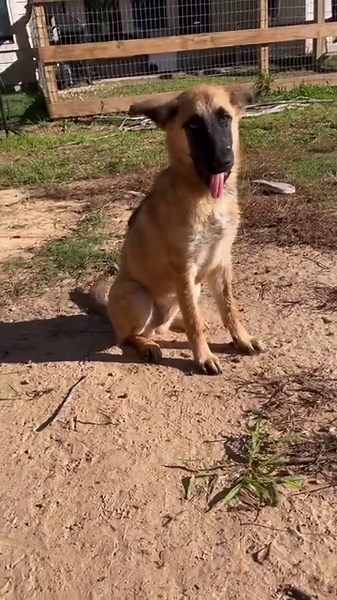 WARNING: Graphic content - broken bone This poor girl was urgently transported out of the shelter, while not currently life threatening, her broken jaw is surely painful and causing her issues when trying to eat. Venus has surgery schedule for Monday, please consider donating to help us cover the cost! | Operation Pets Alive