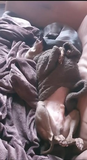 10K views · 408 reactions | Adoption day for Charlie / Chino the Italian Greyhound. Along with SEDR’s Ozzy who was adopted last year. He’s got the best family now ❤️ | South East Dog Rescue | Facebook