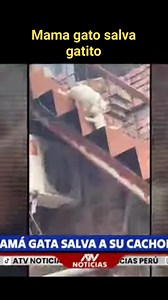 Mama gato salva gatito | Fernando Martin Perez Cayalti