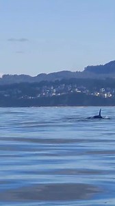 We have another video out of Depoe Bay from 3 different fisherman from the prior video I posted, who captured on video 2 adult orcas & 1 calf who approached their personal watercraft very close to shore out of a pod of 9 confirmed traveling together. Incredible photos of this encounter later today 📷 David Baker 📷 John Kerr #depoebayoregon #depoebay #oregoncoast #orcas #whales #Oregon | Discovering Depoe Bay Oregon