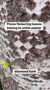 34K views · 670 reactions | These flickering white leaves belong to white poplar (Populus alba) #gardening #survival #prepper #traditional #herbalremedies #100WildThings | Prepper Kiwi | Facebook