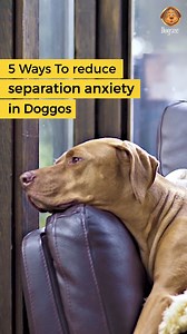 Is your furry friend experiencing separation anxiety when you're away? Don't worry, we've got you covered! Here are some proven strategies to promote relaxation and ease their worries 🐶💕 1️⃣ Pre-Departure Exercise: Before leaving the house, engage in a vigorous exercise session with your dog. This helps to alleviate built-up energy and reduce anxiety, making them more calm and relaxed during your absence. 2️⃣ Provide interactive toys and puzzles: Leave your dog with engaging toys and puzzles t