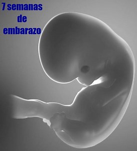 Tu embarazo: 7 semanas de gestación