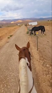 Chance likes them toxic mean hard to get ladies for some reason?!? He needs counseling. | Nugget The Golden Horse And Chance The Big Paint Horse