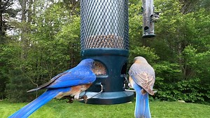 Rose-breasted Grosbeak, American Goldfinch, Eastern Bluebirds | Critter Cam