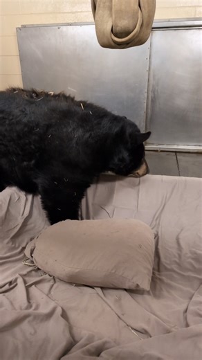 9.6K views · 250 reactions | Trying to get out of bed after staying up late to celebrate the UT VOLS WINNING A NATIONAL CHAMPIONSHIP!!! GBO⚾️ | Zoo Knoxville | Facebook