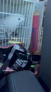 🚗🎶 Road trips with Misha and Chris just got a soundtrack of their own! Caught a rare moment of these two in a whistling duet - until Misha saw the camera. 🦜💔 It's the most serene 41 seconds you'll hear today, with Boo and Sara silently approving in the background. Can you guess who's the better whistler? Hint: It's not who you think! #MishaTheMoluccan #WhistleDuet | The Birdy Babe