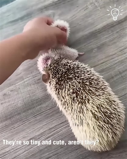 Amazing viral video | Hi Patrick