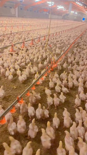 23K views · 589 reactions | broiler bird #interiorstyling #ppspoultry #broilermanagment #poultrytalks | Pakistan Poultry Supervisors PPS | Facebook