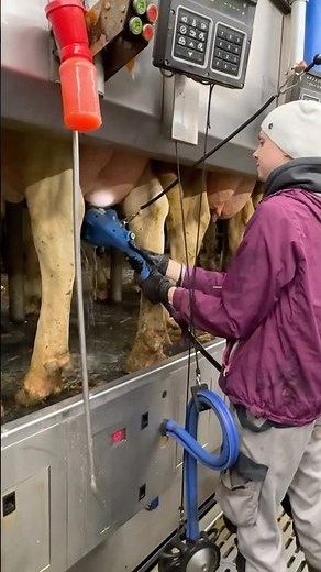 🐄✨ From Udder Wash to Milking – Farm Girls Use Ultra-Modern Milking Machines in a Smart Way
