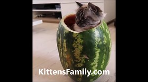 Welcome To Kittens Family Group Kittens Family | Kittens Family