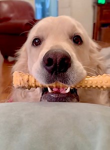 Lisa PAY💰attention dis Bubbas 🤣 Immediate Bubbacini | Along Came Polly, Rosie and Bubba