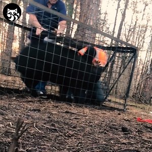 31M views · 53 shares | Wild Hog Trapped in Cage Rescued Credit: ViralHog | DJ QBert | Facebook