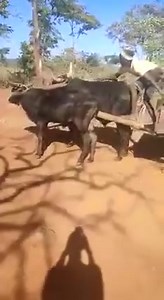 1.2K views · 23 reactions | Class 2 driver's license manyama | Ruka Chivende-Page | Facebook