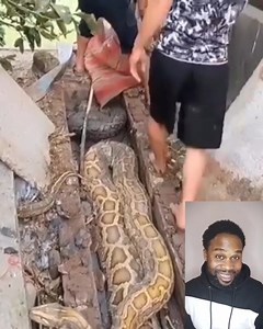 1.4K views · 19 reactions | Oh my God the snake IS very Powerful #highlights #everyone | Unstoppable G tv | Facebook