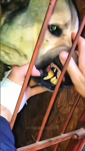 3 डॉग्स जिनसे Kangal भी डरता है 🥵🔥