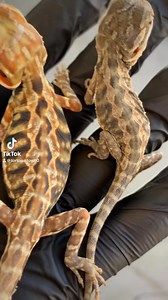 The difference between a silky Bearded Dragon on the left, and a leatherback Bearded Dragon on the right. #babies #reptiles #nature #wildlife #reptile #exotic #baby #amphibian #petsofinstagram #petsoftiktok #beardeddragon #beardeddragonsofinstagram #beardeddragonlife #beardeddragonsofinsta #beardeddragoncare #beardeddragonlove | Tortoise Town