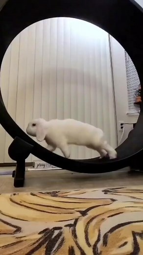 Getting my cardio in for the day. 🐇💨🐰 He spends some time playing with the exercise wheel and the rest of the days he walks around the house 🐰❤ #rabbit #bunny #funny #play #fun #reels #viral #weekend #reelsfb #reelsviral #fbreels | USA Rabbit Lovers