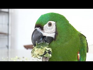Chestnut fronted Maccaw this fruit cure disease