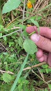 Exploding seed pods! #plants #nature